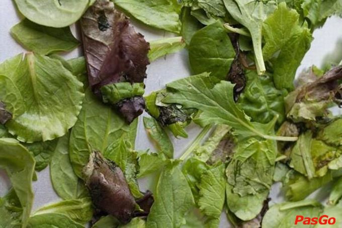 Ctna Lau Hoi Caribe (7)